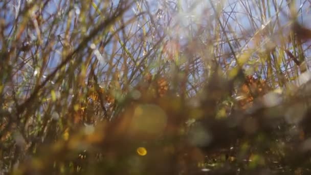 Beweging Van Camera Het Gras Waardoor Zon Schijnt — Stockvideo