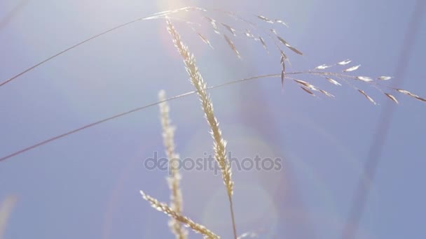 Trillende de oren op de achtergrond van de blauwe lucht en de schittering van de zon. — Stockvideo