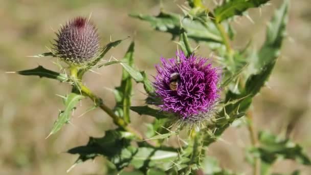 Bumblebee su un fiore blu — Video Stock