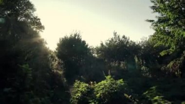 Gün batımında ormandaki uçan