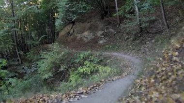 Gün batımında ormandaki uçan