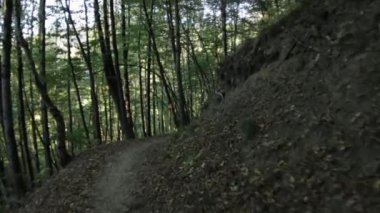 Gün batımında ormandaki uçan