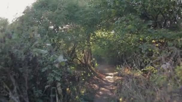 Літати в лісі на заході сонця — стокове відео