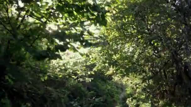 Πετώντας στο δάσος στο ηλιοβασίλεμα — Αρχείο Βίντεο