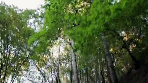 Πετώντας στο δάσος στο ηλιοβασίλεμα — Αρχείο Βίντεο