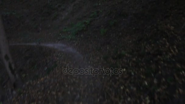Voler dans la forêt au coucher du soleil 