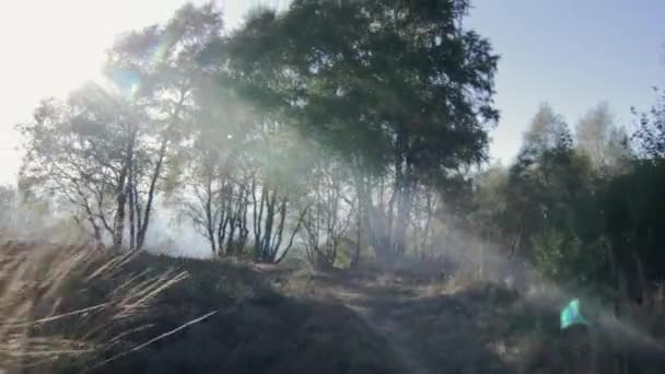 Volando en el bosque al atardecer — Vídeo de stock