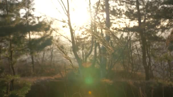 Las Espinas Balancean Viento Atardecer Vídeo Cámara Lenta — Vídeos de Stock