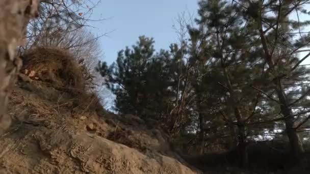 Extremfahrer Auf Dem Downhillbike Herbstpark Zeitlupenvideo — Stockvideo