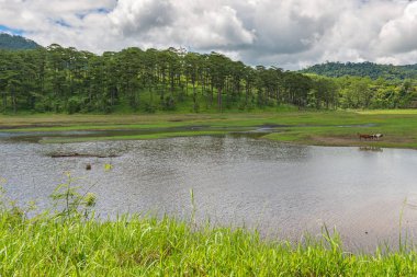 Güzel dağlık arazi ve derenin yanındaki yeşil çayır.