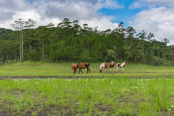 Manada de caballos deambulando en pastos con buen tiempo — Foto de Stock