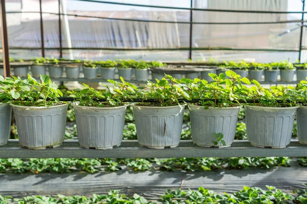 Filas de plantas de fresa creciendo dentro de plantaciones de invernadero — Foto de Stock