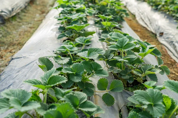 Liście truskawek rosnące w rzędach wewnątrz gospodarstwa szklarniowego — Zdjęcie stockowe