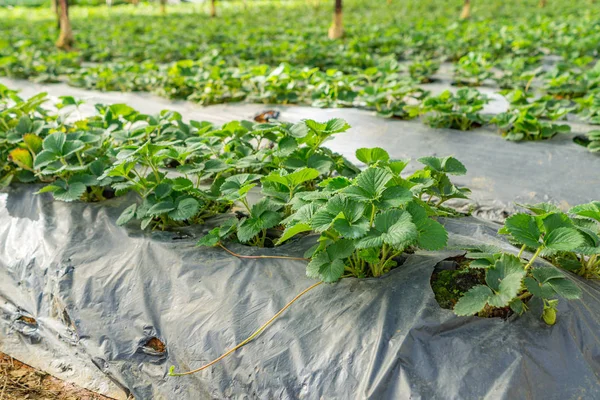 Rzędy liści truskawek rosnących na plantacji zielonych domów — Zdjęcie stockowe