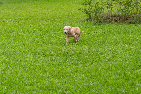Golden puppy walking freely on green grass in the park