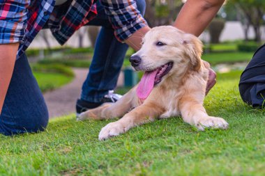 Gülümseyen Golden Retriever köpeği insanlarla çimenlerde oturuyor.