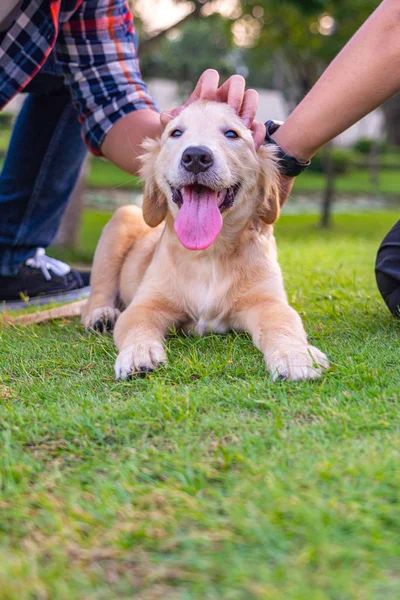 Cheerful golden retriever puppy on grass enjoying cuddles from people
