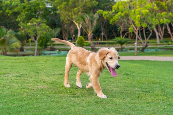 Three months old golden retriever dog walking at the park — Stock Photo, Image
