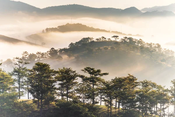 Paysage tranquille de brouillard chaîne de montagnes et forêt de pins — Photo