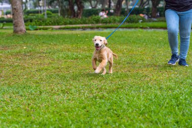 Parkta köpek tasması takan sevimli altın köpek yavrusu. 