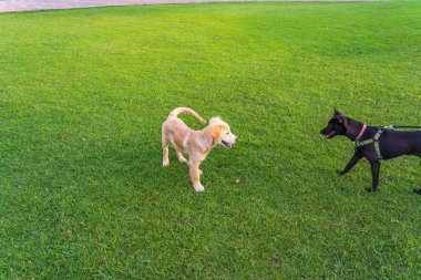 Golden Retriever parkta Ridgeback köpeğiyle oynuyor.
