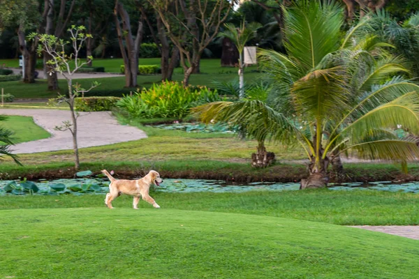 사랑 스러운 황금빛 강아지는 공원의 푸른 풀 위를 걷는 것을 즐긴다 — 스톡 사진