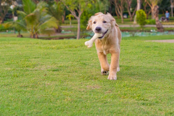 Playful golden puppy with the bone toy on his mouth