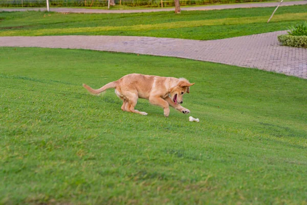 Juguetón golden retriever cachorro captura de su juguete en el campo de hierba —  Fotos de Stock