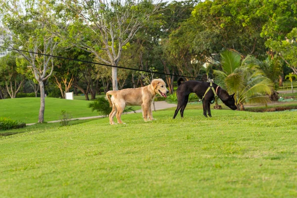 Golden retriever en ridgeback hond spelen in het park — Stockfoto