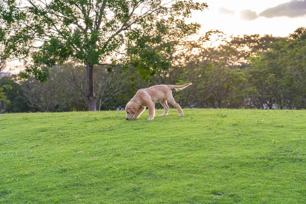 Pequeno cachorro golden retriever vagando no parque — Fotografia de Stock
