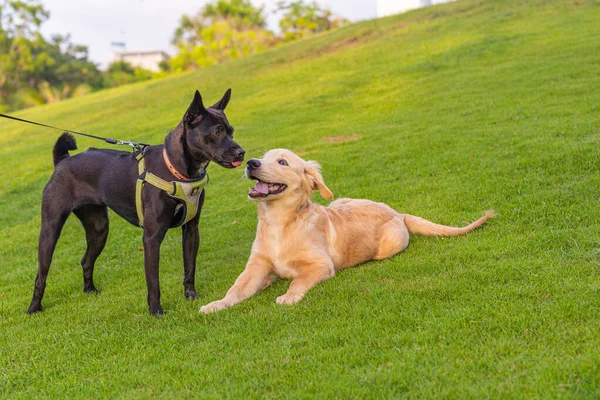 Siyah sırtlı ve golden retriever köpeği parkta oynuyorlar.