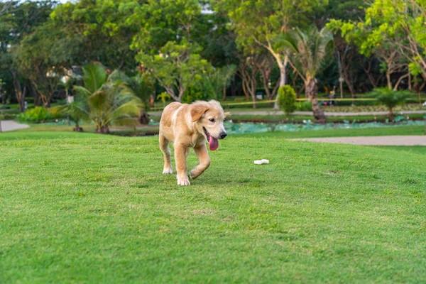 Mooie golden retriever puppy wandelen in het park — Stockfoto