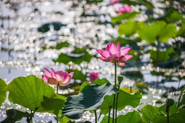 Cenário encantador de flor de lótus rosa florescendo na lagoa — Fotografia de Stock