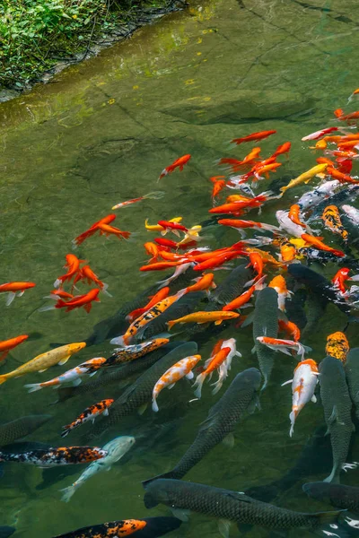 许多五彩斑斓的鲤鱼在池塘里游泳 — 图库照片