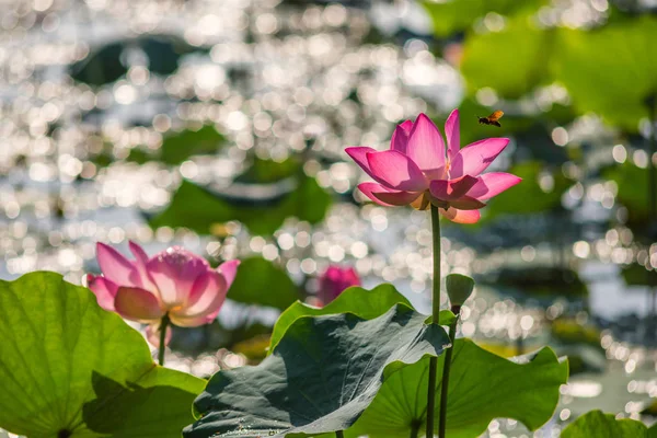 Bela flor de lótus rosa florescendo na lagoa — Fotografia de Stock