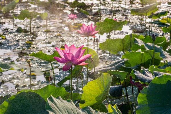 Beautiful lotus or lily pad flower blooming on water