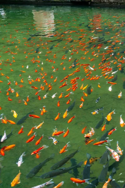 Vertical photo of fancy carp fish swimming in the pond