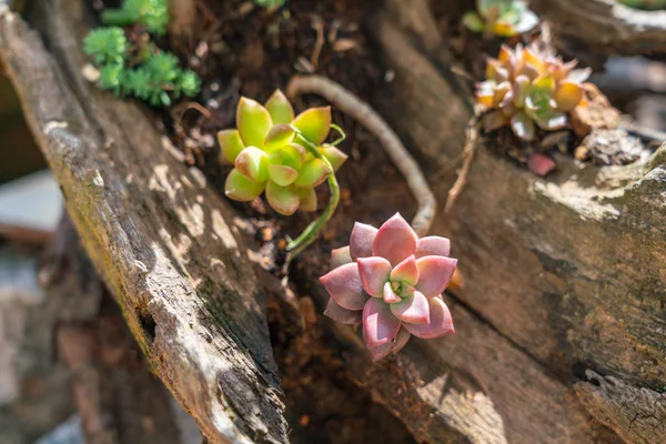 Färgglada små saftiga växter på vedstocken — Stockfoto