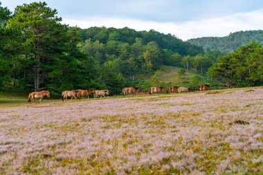 Bir grup vahşi at güzel pembe çim tepesinde yürüyor.