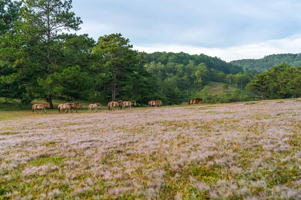 Różowa dolina trawy i stado dzikich koni — Zdjęcie stockowe