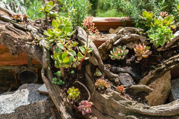 Colorful succulent plants on the wooden log — Stock Photo, Image