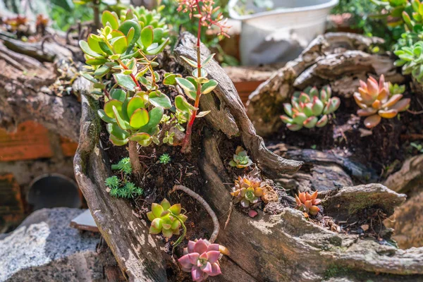 Succulenten of cactusvetstoffen op de houten stam — Stockfoto