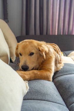 Kanepede çiğneyen güzel altın köpek portresi