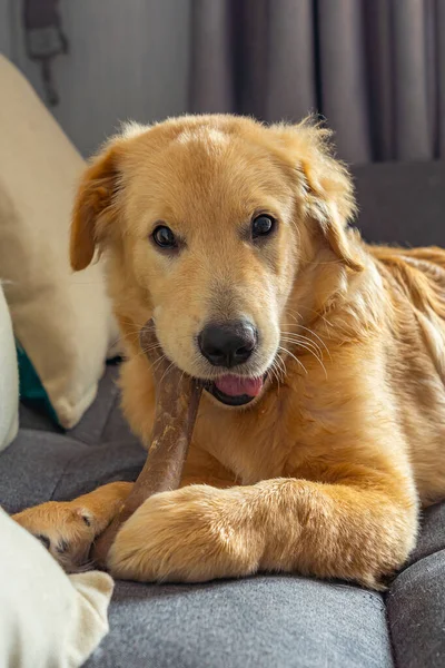 Portrait of adorable little golden dog chewing the rawhide bone — Stock Photo, Image