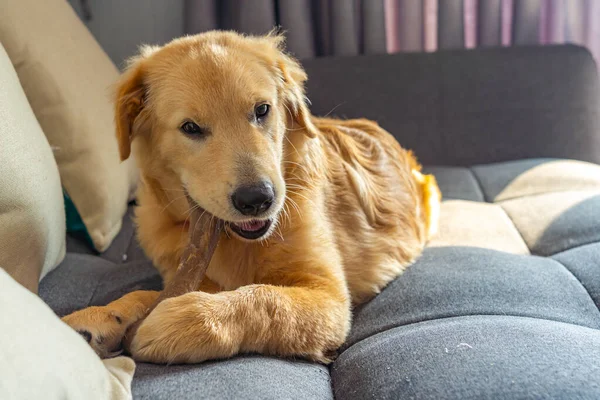 Beautiful golden retriever chewing his tasty rawhide bone on sofa