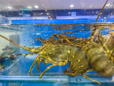 Alive lobsters in water tank for sale at seafood market clipart