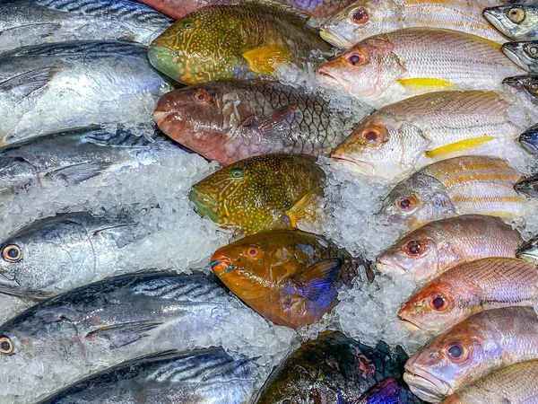 Assortment of fresh fish frozen on ice at seafood market