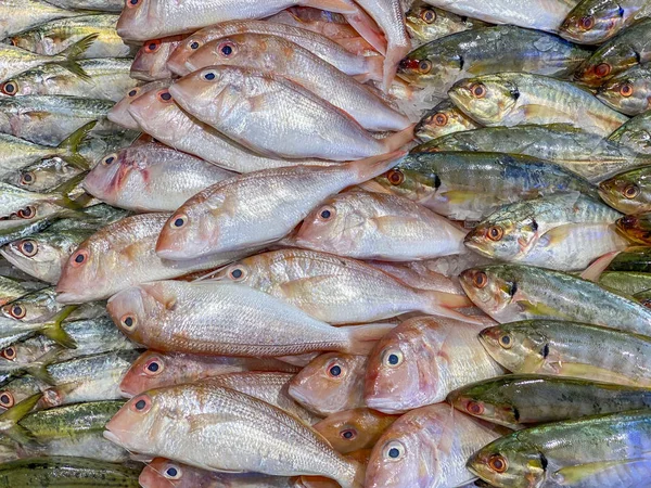 Gesorteerde makreelvis te koop bij viswinkel in supermarkt — Stockfoto