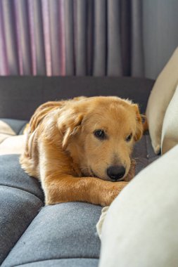 Beş aylık Golden Retriever evdeki kanepede yatıyor.