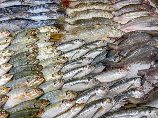 Assortment of fish frozen on ice at seafood market